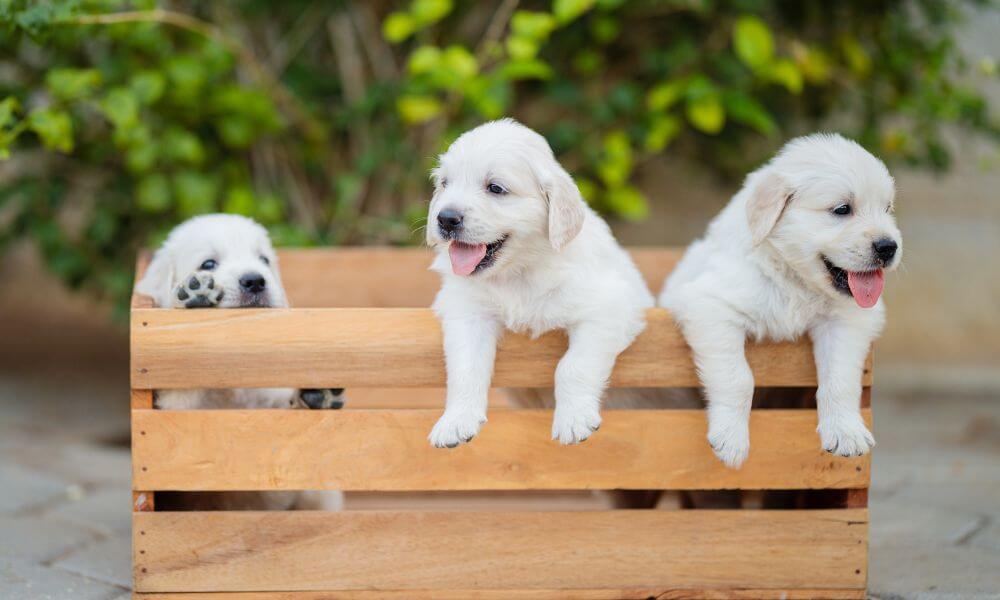 Three white puppies playing in a wooden box