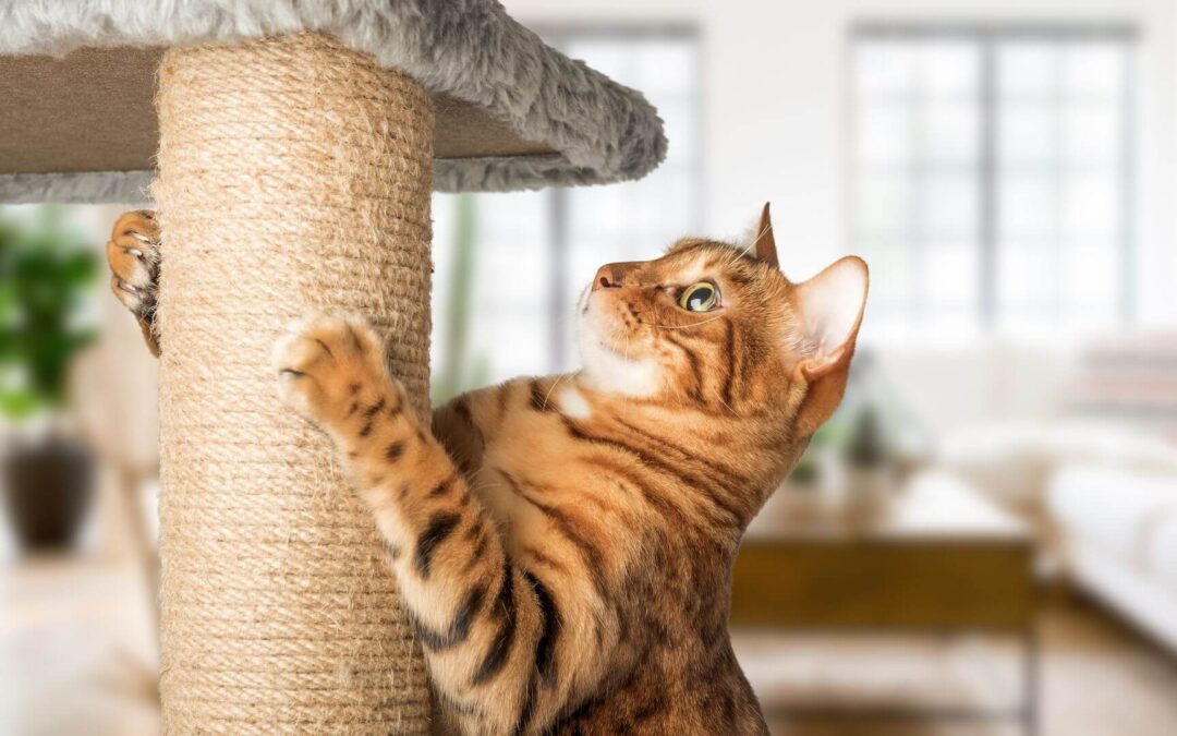 Understanding Common Behavior Issues in Cats