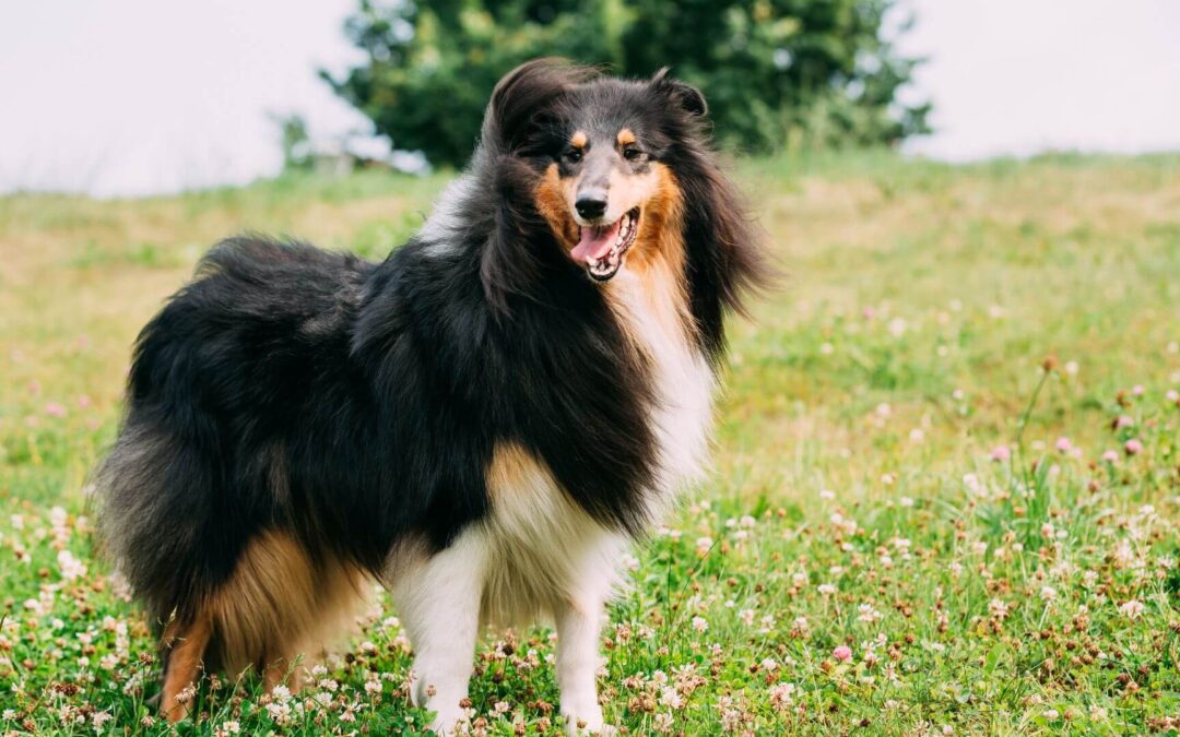 Grooming Tips for Long-Haired Pets