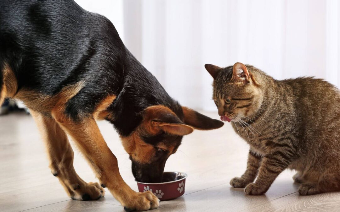 Inflammatory Bowel Disease in Dogs and Cats