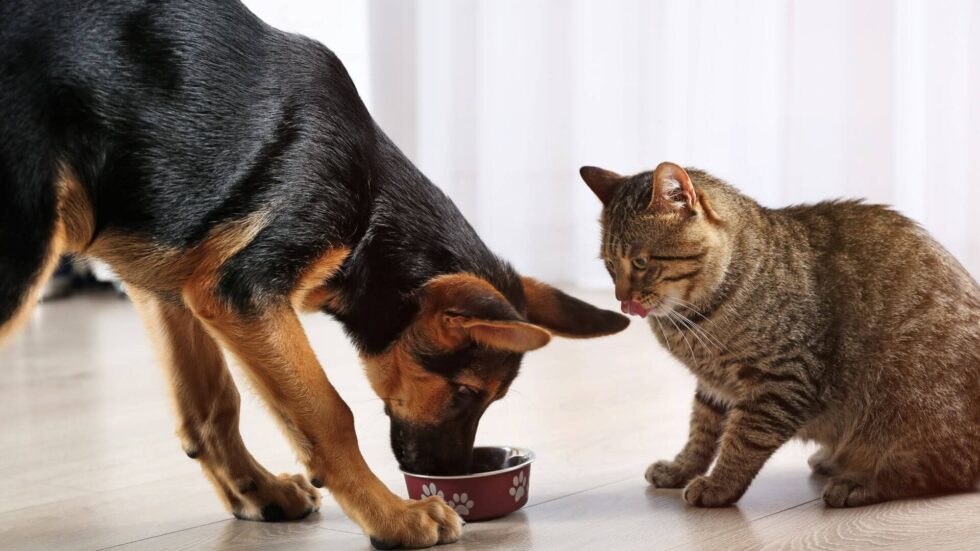 Picture of Inflammatory Bowel Disease In Dogs And Cats | Star Veterinary Hospital