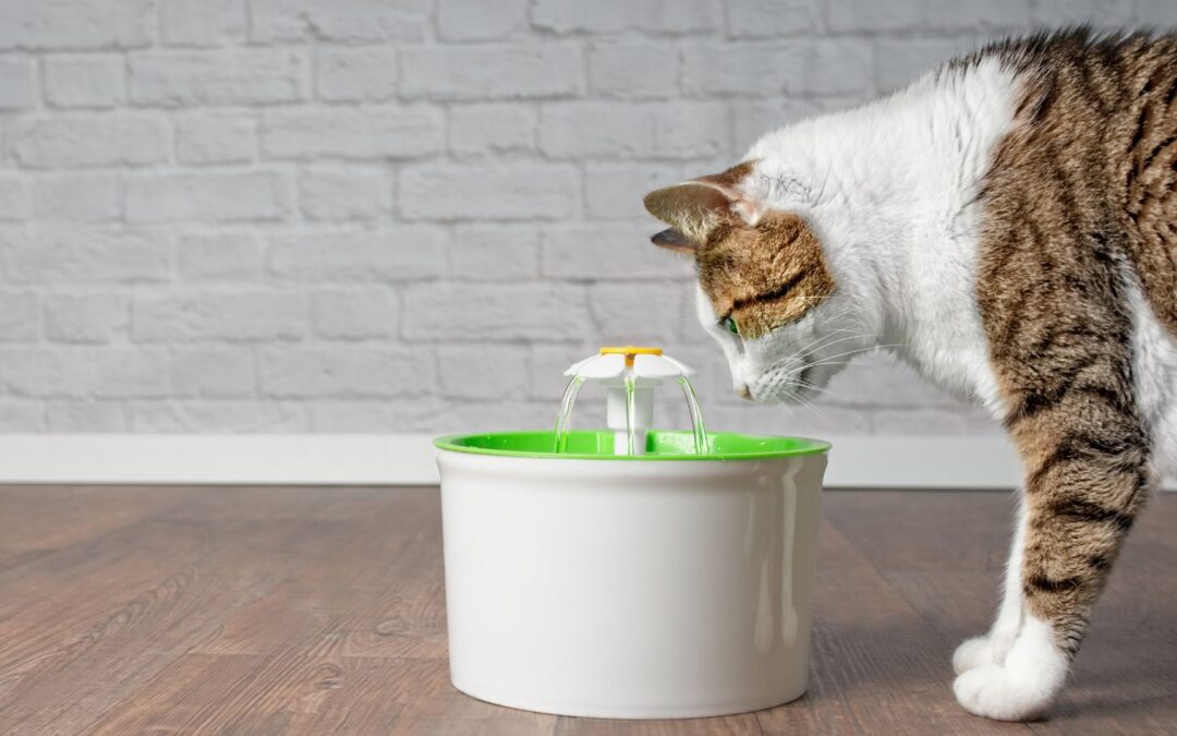 Is Your Pet Getting Enough Water?