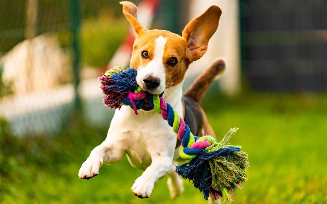 The Importance of Regular Exercise for a Happy and Healthy Pet