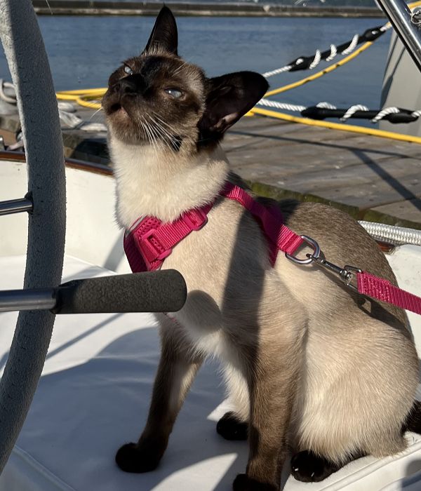 Cat Star on a boat