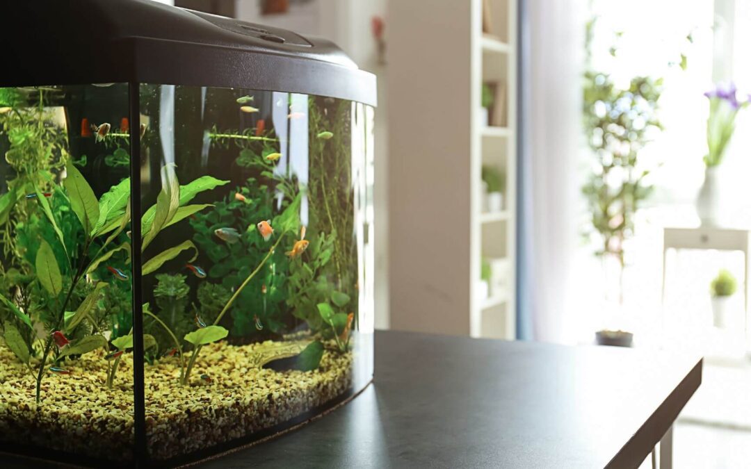 Choosing the Right Size for Your Aquarium