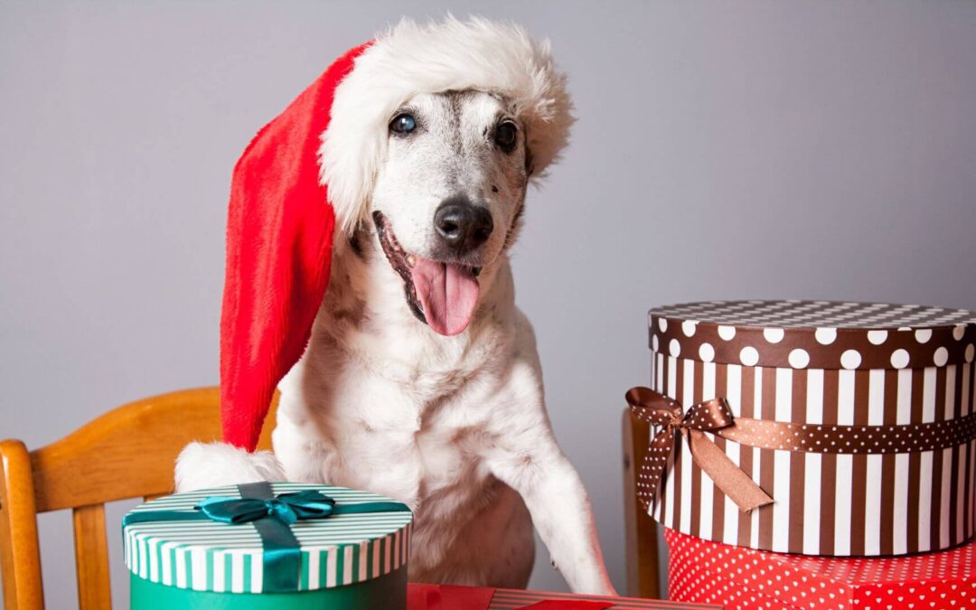 Holiday Gift Ideas for Pets