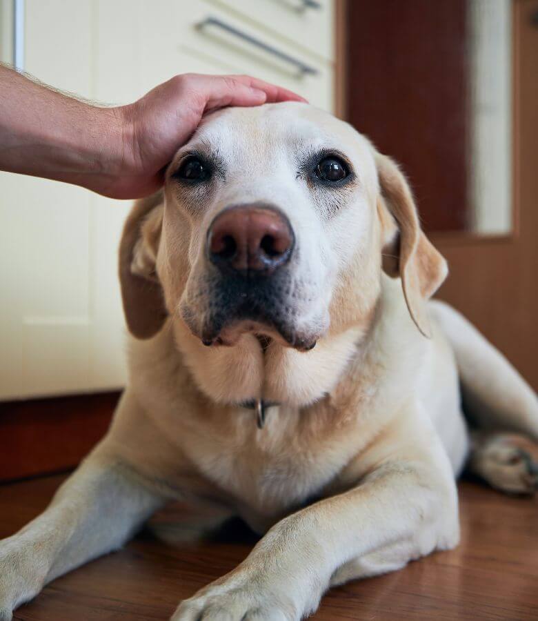 Man stroking his old dog lying on the floor