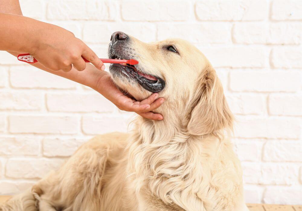 Person brushing a dog's teeth