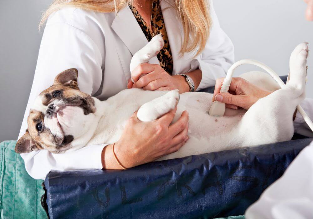 Vet doing ultrasound scanning for a dog