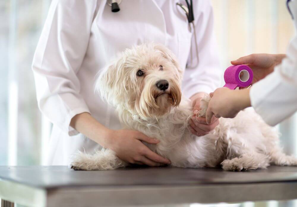 Vets putting bandage to a dog's injured paw