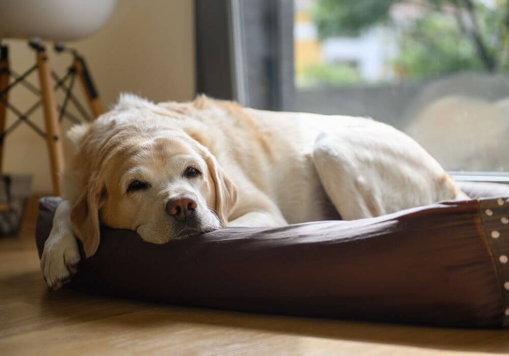 An old dog laying on a pet bed