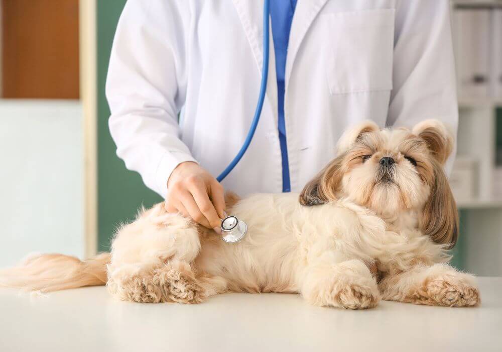 A vet examining a dog lying on the  table