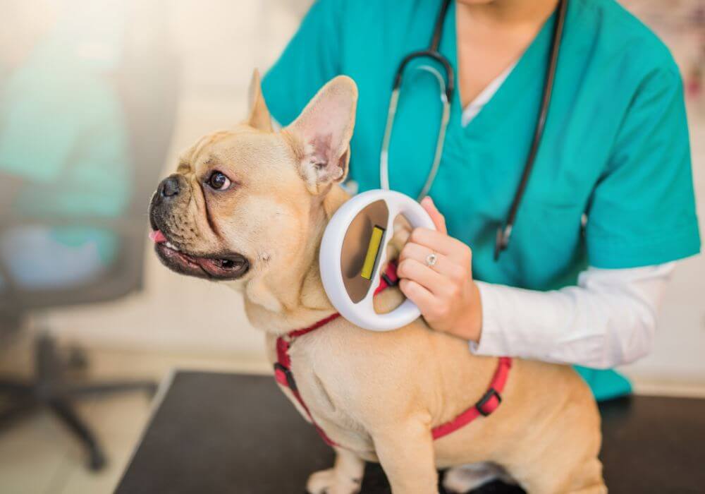 Vet examining microchip of a dog