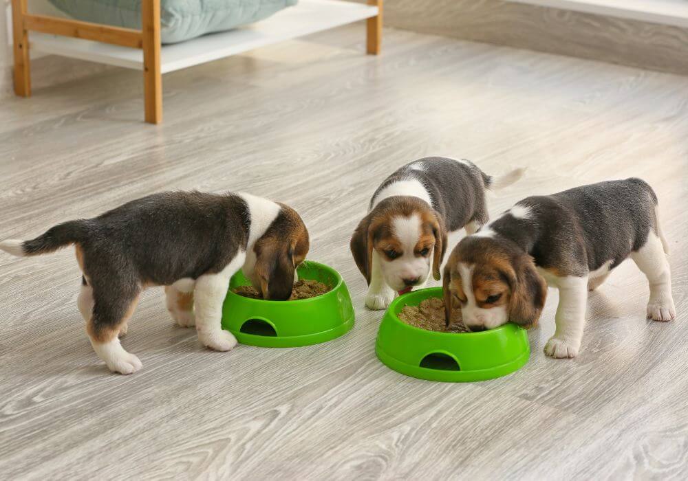 3 Puppies having their food together 