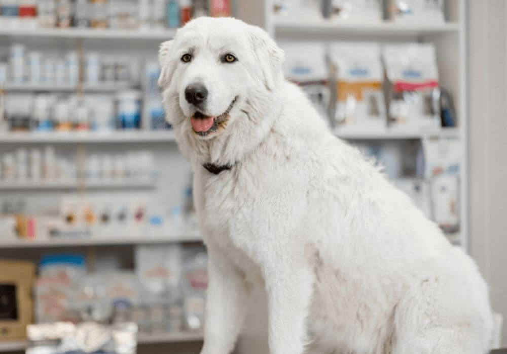 A dog sitting on a table in pharmacy