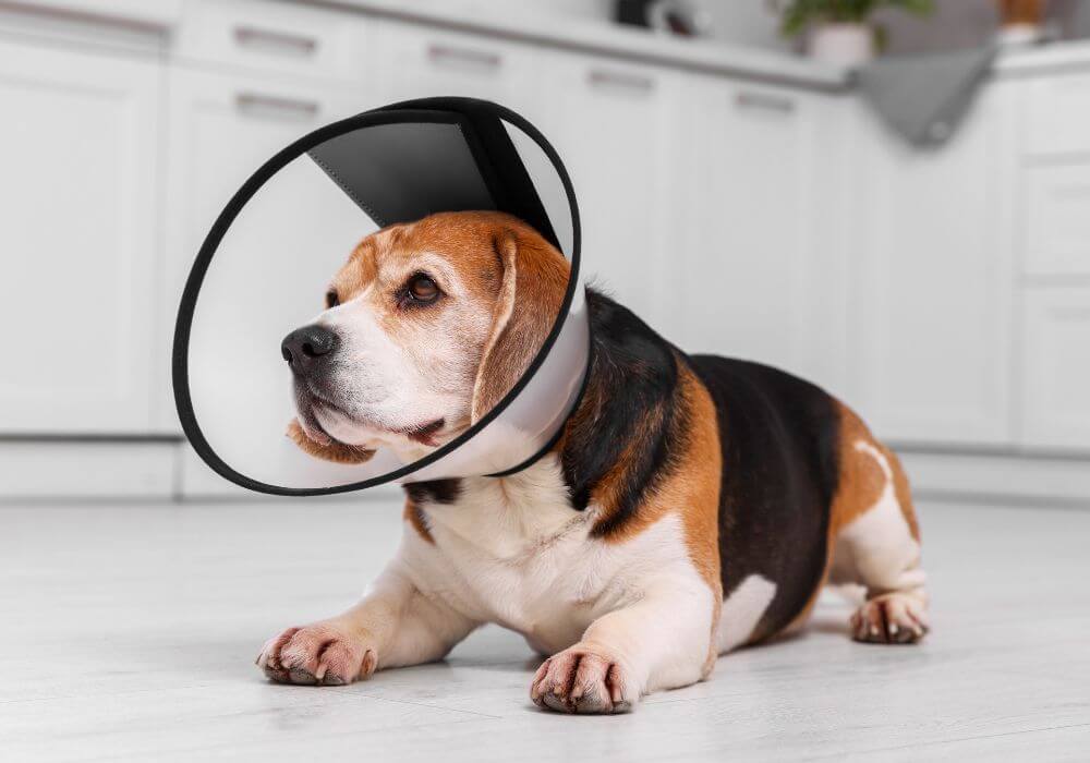 A dog wearing a surgery collar lying on the floor