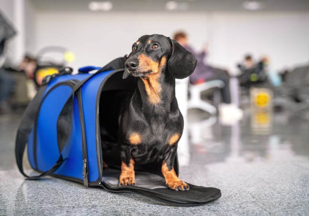 Dachshund dog sits in a blue pet carrier