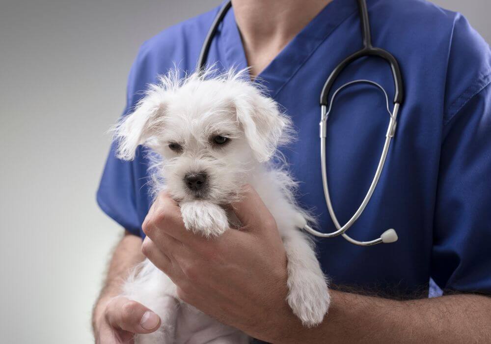 A vet holding a dog in hand