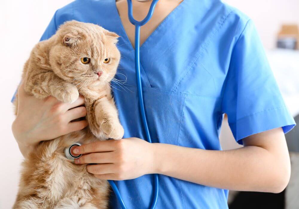 A vet holding a cat and examining it with stethoscope