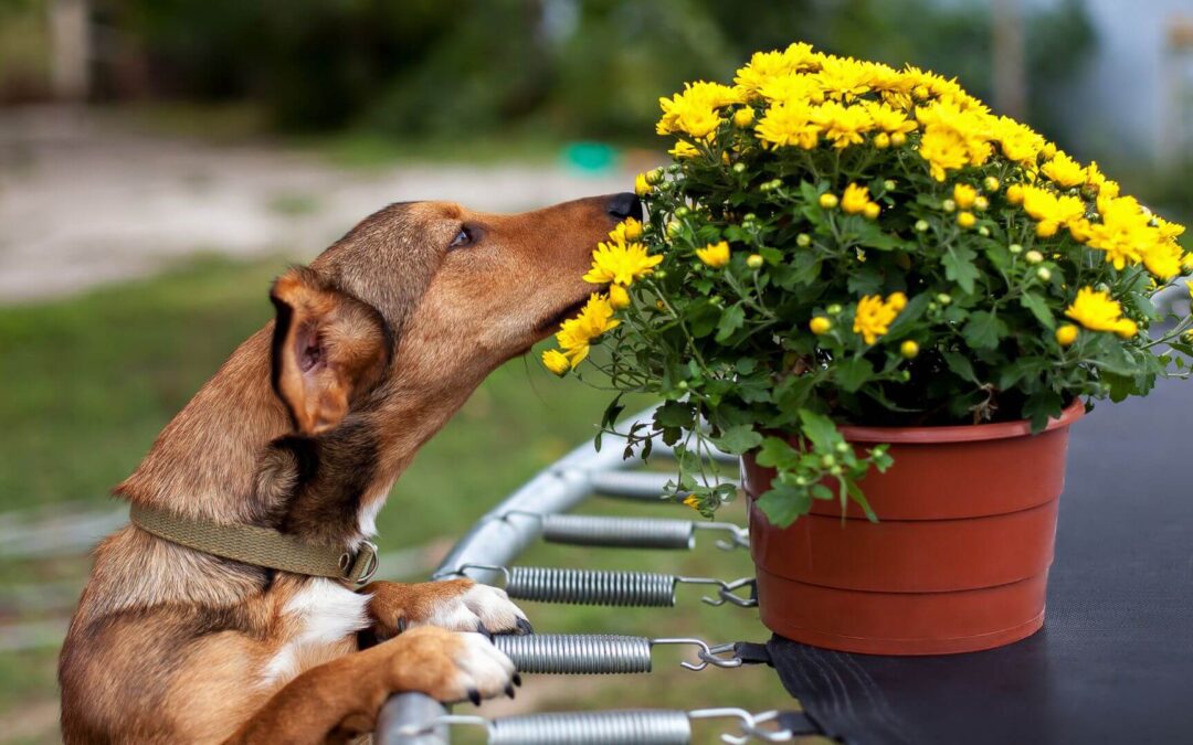 What Is Reverse Sneezing?