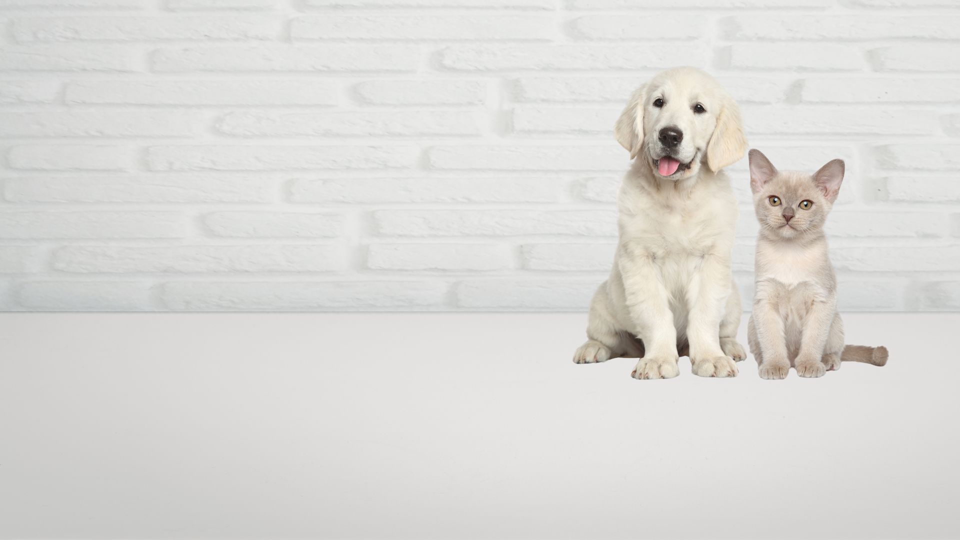 Star Veterinary Hospital